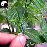 Echt Chinese Gynostemma Samen Pentaphyllum Sementes Hof Bonsai Jiaogulan im Freien Garten-Medizin Herb Pflanze