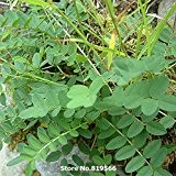 Echt Chinese Herbal Radix Astragali Samen Traditionelle Medizin Gartenpflanze Astragalus Sementes Huangqi Kräuter Bonsai