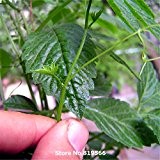 Echt chinesischen Seltene Gynostemma Samen Medizin Herb Pflanze Pentaphyllum Sementes Hof Bonsai Jiaogulan im Freien Garten-Baum