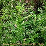 Echt chinesischen Süßholzwurzel Samen Kräuter Lakritze Bonsai Glycyrrhiza Glabra L. Herb Pflanze Sementes Natur Gan Cao Baum Seed