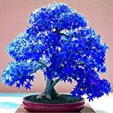 Echt japanischen Geist Blau Maple Samen Seltene Balkon Bonsai-Baum-Pflanzen für Hausgarten 20 Samen / pack