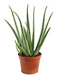 Echte Aloe, ca. 70 cm, Balkonpflanze wenig Wasser, Terrassenpflanze sonnig, Kübelpflanze Südbalkon, Aloe vera, im Topf