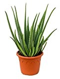 Echte Aloe, ca. 80 cm, Balkonpflanze wenig Wasser, Terrassenpflanze sonnig, Kübelpflanze Südbalkon, Aloe vera, im Topf