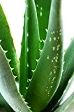 Echte Aloe Vera, 12cm Topf, ca. 20 - 30 cm hoch,  2 Pflanzen
