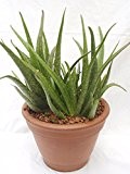 Echte Aloe Vera, 12cm Topf, ca.40 cm hoch, 2 Pflanzen