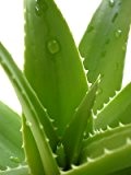 Echte Aloe Vera 5 Samen