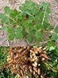 Echte Erdnuss - Arachis hypogaea - Nuss - Peanut - 10 Samen