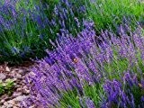 Echte Lavendel - Lavandula Vera - 200 Samen