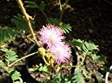 Echte Mimose (Mimosa pudica) - 200 Samen (Spannende Pflanze für Kinder)