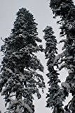 Echte Nordmanntanne (Abies nordmanniana) 100 Samen -Beliebtester Weihnachtsbaum- >Frisches Saatgut