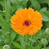 Echte Ringelblume - gefüllte, tief orange Blüten - Calendula officinalis - Zier / Arzneipflanze - 200 Samen