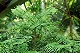 Echte Wollemi Pine Wollemie Pflanze 40cm Wollemia nobilis lebendes Fossil rar