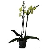 Echte Zimmerpflanze "Orchidee" - Phalaenopsis, Farbe: gelb - mit 2 Rispen im 12-cm-Topf