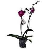 Echte Zimmerpflanze "Orchidee" - Phalaenopsis, Farbe: pink - mit 2 Rispen im 12-cm-Topf