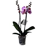 Echte Zimmerpflanze "Orchidee" - Phalaenopsis, Farbe: rosa - mit 2 Rispen im 12-cm-Topf