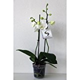 Echte Zimmerpflanze "Orchidee" - Phalaenopsis, Farbe: weiß - mit 2 Rispen im 12-cm-Topf