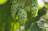 Echter Hopfen (Humulus lupulus) 25 Samen -Selbst Bier brauen-