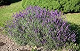 Echter Lavendel ca.200 Samen - Lavandula angustifolia - mehrjährig / winterhart - sehr beliebte Gartenpflanze mit aromatischen Duft