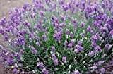 Echter Lavendel-Lavandula angustifolia 40 Samen