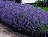 Echter Lavendel Samen Mehrjährig Winterhart bis -20C (Lavandula angustifolia) Lavender English