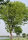 Echter Mahagoni-Baum 10 Samen -liefert das wertvolle Handelsholz- "Swietenia mahagoni"