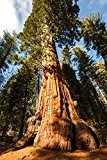 Echter Mammutbaum - Sequoiadendron giganteum - super Geschenkidee für Gartenliebhaber - verschiedene Größen (60+cm - 5 Ltr.)