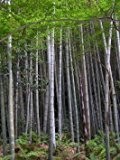 Echter Moso Bambus 100 Samen > Bis (-20C°) Winterhart >>>Erreicht eine Höhe von über 35 Meter