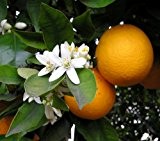 Echter Orangenbaum -citrus sinensis- 3 Samen
