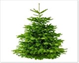 Echter Tannenbaum Weihnachtsbaum Nordmanntanne 130-145 cm gross