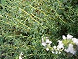 Echter Thymian Thymus vulgaris 200 Samen