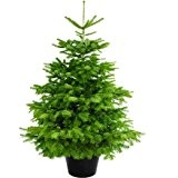 Echter Weihnachtsbaum mit Wurzel (Nordmanntanne) 60-70cm
