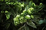 Echter Wilder Hopfen Bierhopfen - Selbst Bier brauen - Kletterpflanze - Humulus lupulus - 1 Pflanze - 60-80cm Topf 2Ltr.