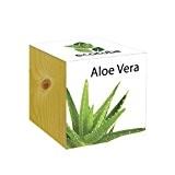 ecocube Holzwürfel - Aloe Vera