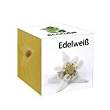 ecocube Holzwürfel - Edelweiß