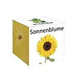 ecocube Holzwürfel - Sonnenblume