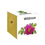 ecocube Holzwürfel - Wildrose