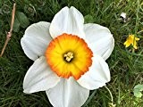 Edelnarzisse Flower Record, Narzisse großblumig weiß-orange - Osterglocke, aus eigener Gätnerei von Blumen Eber