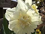 Edelnarzisse Ice King, Narzisse großblumig gefüllt weiß - Osterglocke, aus eigener Gätnerei von Blumen Eber