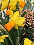 Edelnarzisse JetFire, Narzisse kleinblumig gold-gelb - Osterglocke, aus eigener Gätnerei von Blumen Eber