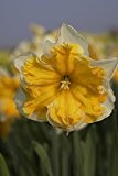 Edelnarzisse Souvereign, Narzisse großblumig weiß-gelb - Osterglocke, aus eigener Gätnerei von Blumen Eber