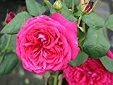 Edelrose "Johann Wolfgang von Goethe Rose ®" - (wurzelnackte Pflanze)