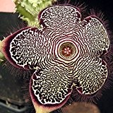 Edithcolea grandis (Persian Carpet Flower) - 5 Samen