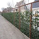 Efeu - 5 Meter Hecke (25 Efeu 175-200cm Pflanzen) - 100% Sichtschutz garantiert für Garten und Terrasse | ClematisOnline Kletterpflanzen ...