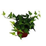 Efeu - Hedera - 9cm Topf - Zimmerpflanze