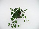 Efeu, Hedera helix Montgomery, Zimmerpflanze in Hydrokultur, 15/19er Kulturtopf, 20 - 30 cm