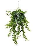 Efeu, Hedera helix wonder, ca. 100 cm, Kletterpflanze, 17 cm Topf