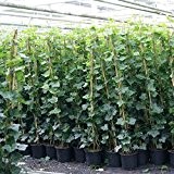 Efeu - Hedera Hibernica 175/200cm - Immergrüne Kletterpflanzen für eine 100% Sichtschutz Hecke - Winterhart | ClematisOnline Kletterpflanzen & Blumen