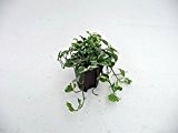 Efeutute, Epipremnum aureum N'Joy, Zimmerpflanze in Hydrokultur, 15/19er Kulturtopf, 20 - 30 cm