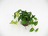 Efeutute, Epipremnum pinatum Aureum, Zimmerpflanze in Hydrokultur, 15/19er Kulturtopf, 20 - 30 cm