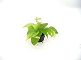 Efeutute, Epipremnum pinatum Neon, ca.15 - 20 cm, Hängepflanze in Hydrokultur, 11/9er Kulturtopf